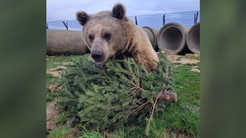 Syrian brown bear with a Christmas tree