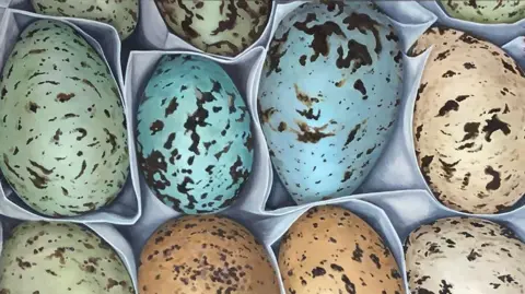 MNH Eggs of different sizes in blues, greens and cream colours, laying in fabic.