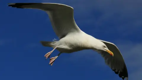 Getty Images Seagull