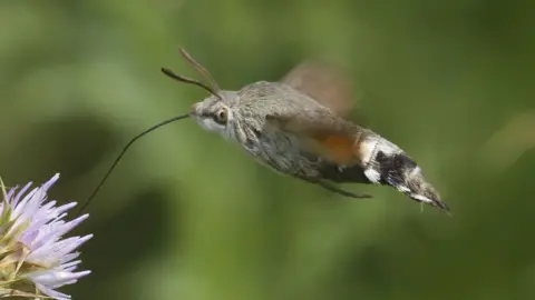 David Tomlinson A brown moth is seen flying, with its proboscis - or tongue - heading towards the flower.