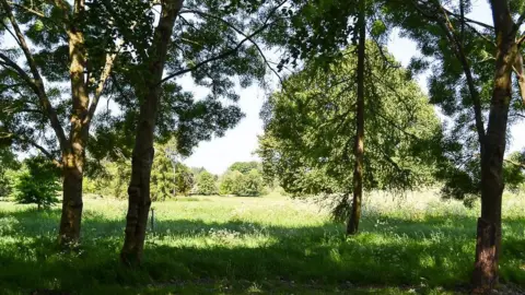Thoulstone Park/Arena Photography A view of a green meadow on a sunny day looking through some trees