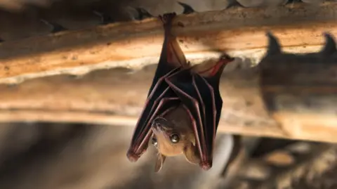 A bat hanging upside down from a branch. Its wings are curled around its body.