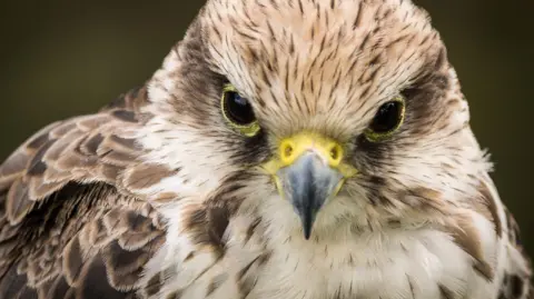 Getty Images/Alex Whitehead A close up photo of a peregrine falcon
