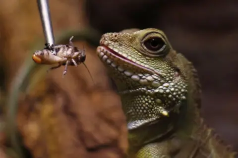 SULEYMAN ELCIN/GETTY IMAGES An endangered reptile is fed at WildPark in the Antalya Aquarium in Antalya. Their diet includes morio worms, Madagascar cockroaches, grasshoppers and crickets.