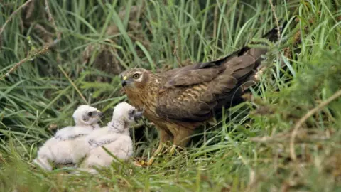 Three hen harriers in a natural grassy environment, likely a nest site on the ground.