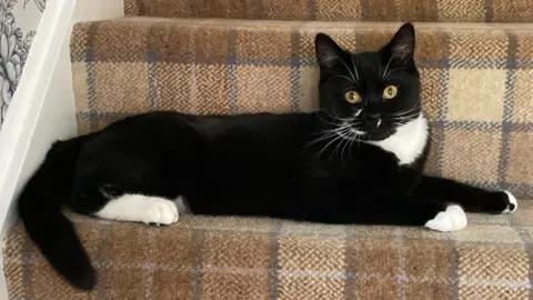 Cats Protection Bear, a black and white cat, lying on the stairs