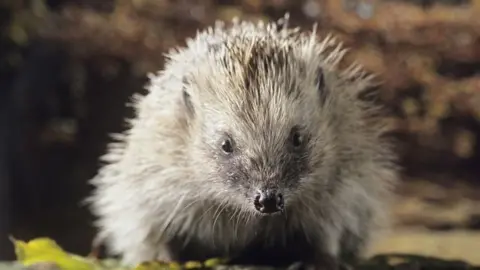 Science Photo Library A hedgehog