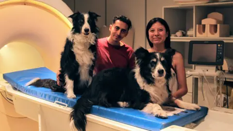 Laura Cuaya/University of Vienna The image shows two researchers - a man on the left and a woman on the right - standing next to the bed of a medical scanner. Sitting on the bed are two relaxed, happy-looking border collies. This is a picture of scientists Raúl Hernández-Pérez and Laura Cuaya with their dogs Odín and Kun-kun. 