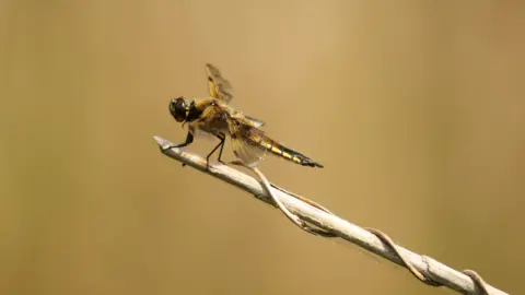 Shaun Whitmore Four Spotted chaser