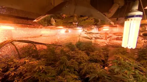 Cannabis plants at the flat in Sneinton