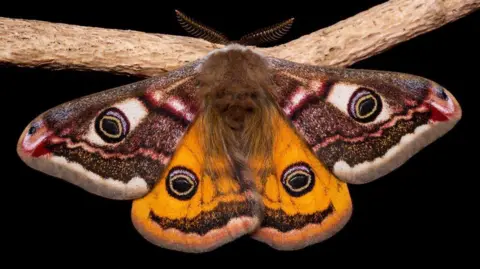 Jimmy Reid An Emperor Moth found in the Pentland-Hills.