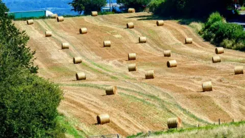 Andy Chapman Dozens of round hay bales in a field.