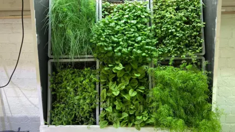 Luke Ellis Plants being grown underground in Sheffield