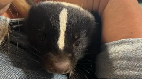 A close-up image of Buddy the skunk being cuddled by Emily Tilbrook 