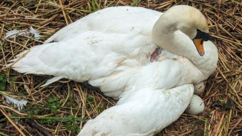 Injured swan sitting on a nest