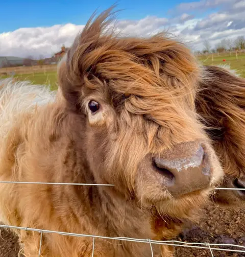 Clare Cameron A close-up of a shaggy, long-haired cow with windswept fur leaning over a wire fence in a grassy field.