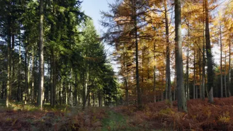 Getty Images Forest of Dean