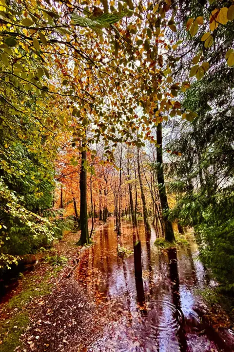 Fairlie Rose/BBC Weather Watchers Trees with leaves of tree and orange are reflected in a large puddle on a bright day.