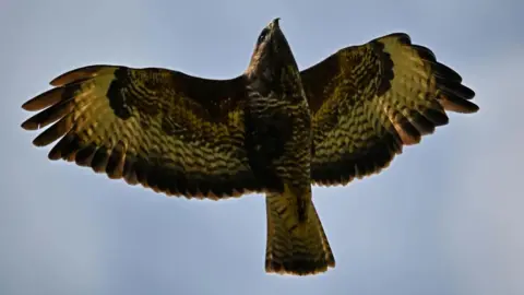 IAN BOLTON The belly of a buzzard is visible as it swoops over in the sky. Its feathers are white and brown and have speckled patterns on them.