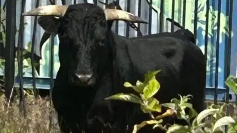 Birmingham City Council A black bull pictured standing in a grassy area with metal railings behind.