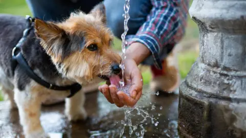 A small dog drinks water from a fountain which his owner has cupped in his hand. 