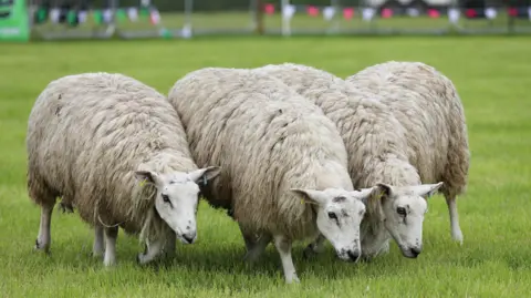 Cumberland Show/Keith Richardson Photography Close-up of three sheep on a grass field. There is bunting in the background.