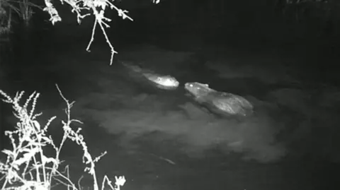 Knepp Wilding Beavers 