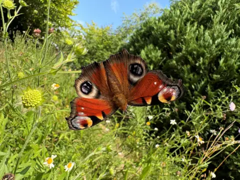 Annie Ingram A peacock butterfly with bright red-orange wings rests among wildflowers and greenery. The butterfly's wings are spread open, displaying distinctive eye-like markings against a sunlit garden backdrop.
