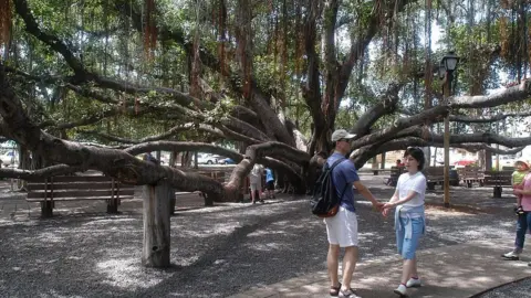 Getty Images Lahaina banyan tree