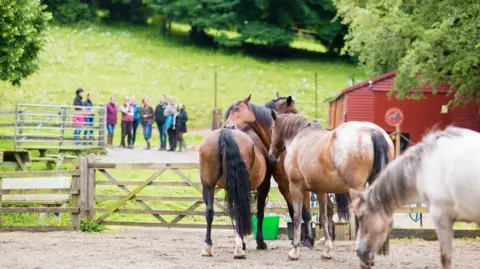 Red Horse Foundation Four large horses stand in a paddock with a group of people watching them. The horses have a close bond, standing close together and rubbing their heads together. It is a large paddock they are standing in, and beyond it are hills of green fields.