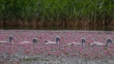DEBI BELL Five cygnets swimming in a line across water covered with plants. The cygnets are small and grey and fluffy. They have black beaks and their heads are raised above water. There are purple and pink flowering plants sitting on top of the water.