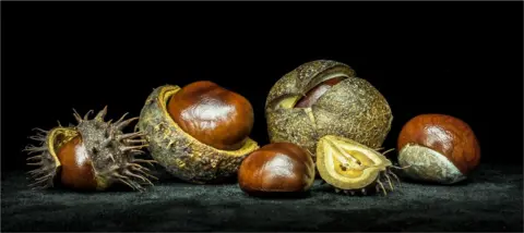 Leigh Parsons Conker di varie dimensioni, alcuni con il guscio e altri parzialmente o completamente sbucciati