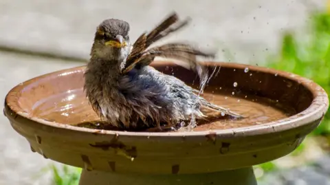 Neil Hebden A sparrow splashes in water in a back garden
