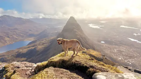 A Labrador dog looking into the camera, while on a mountain perch on a very sunny day, with other mountains and rivers stretching into the distance.