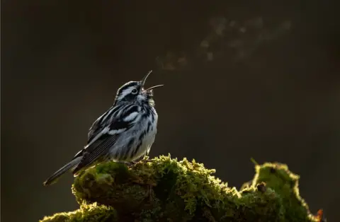 Raymond Hennessy / Bird Photographer of the Year A bird sings into the air with its breath visible as condensation