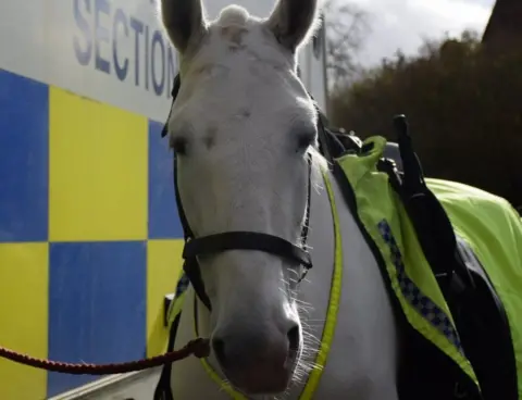 The Horse Trust Aurora