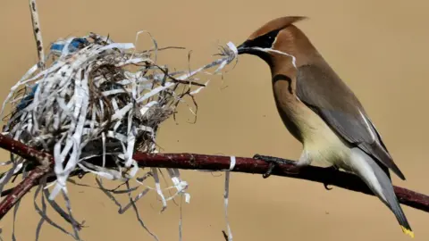 Malcolm Jolly A cedar waxwing photographed in Canada