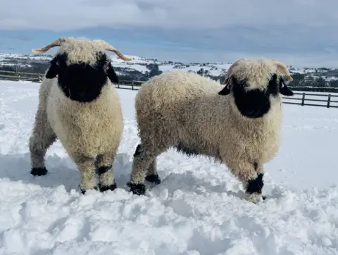 Kate Sturdy Two sheep in the snow