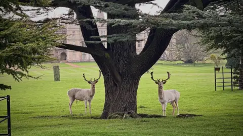 Two white fallow bucks stand on either side of a thick oak tree in the lawned grounds of a stately home