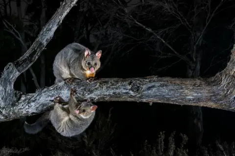 Charles Davis/Wildlife Photographer of the Year An adult possum stands on a horizontal tree branch at night, while a smaller joey hangs upside down beneath it. The dark background isolates the pair, lit by a flash that highlights their fur and eyes.
