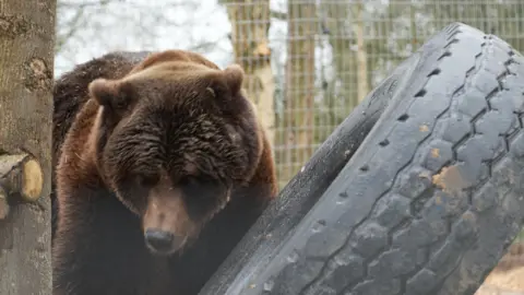 Jimmy's Farm & Wildlife Park Diego the brown bear in his Suffolk home