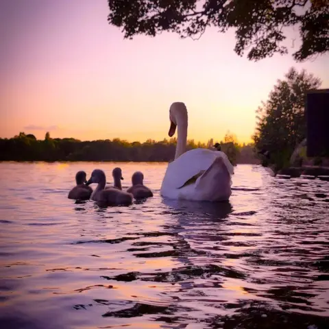 @alisonjmatthews A swan and cygnets at Sutton Park