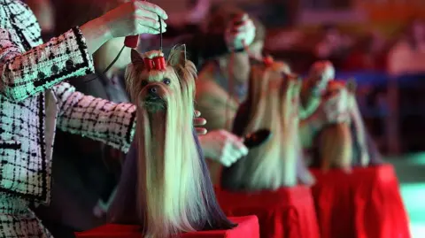 Getty Images Yorkshire Terriers are sitting on tables with red table cloths. They are having their hair brushed before a show.