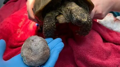 Viliam Hoferica The bladder stone next to Joey the tortoise