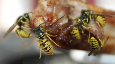 Getty Images wasps