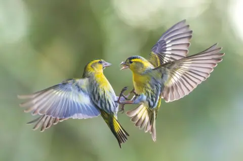 Andrew Fusek Peters  Fighting siskins taken in the photographer's back garden