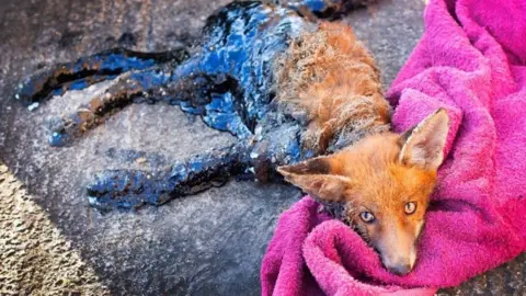 South Essex Wildlife Hospital An orange fox cub laying on the road with a pink towel underneath its head to support it. The animal's legs are covered in a black sticky tar-like substance.