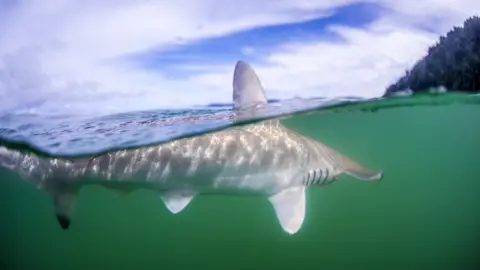 David Garcia Hammerhead shark