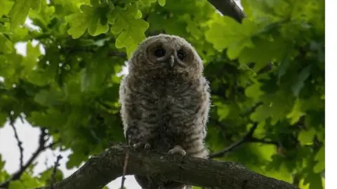 PAUL SHERMAN Fluffy owlet in a tree