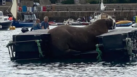 Lizzi Larbalestier Wally on his new pontoon